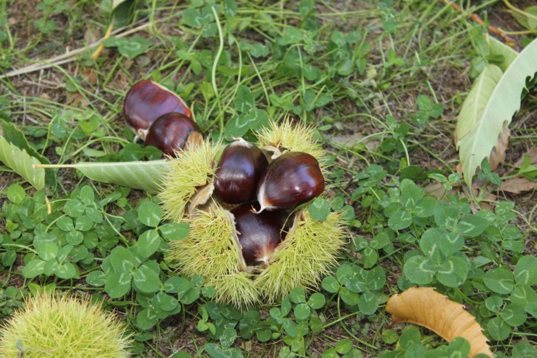 Turfanda kestane hasadı başladı. İlk ürün burada toplandığı için Araplar'ın gözdesi oldu 7